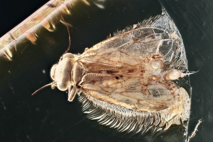 Detailed Fossil Barklouse (Psocodea) In Baltic Amber #381532